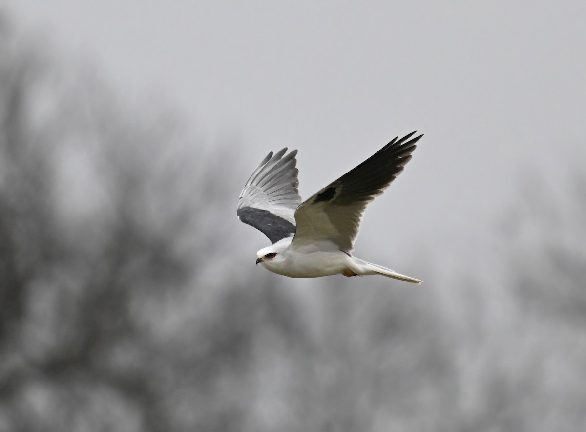 White-tailed Kite - ML613846975