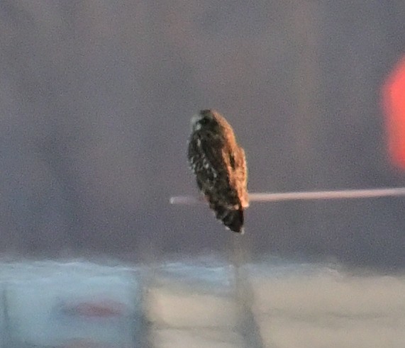 Short-eared Owl (Northern) - ML613847056