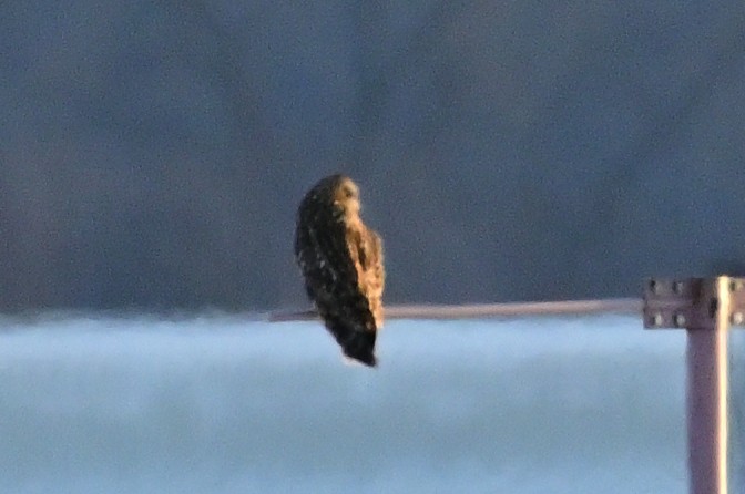 Short-eared Owl (Northern) - ML613847057