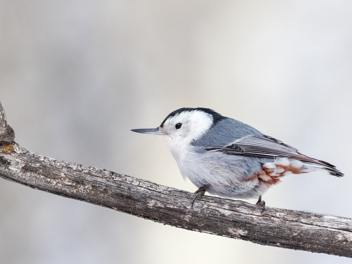 White-breasted Nuthatch - ML613847152
