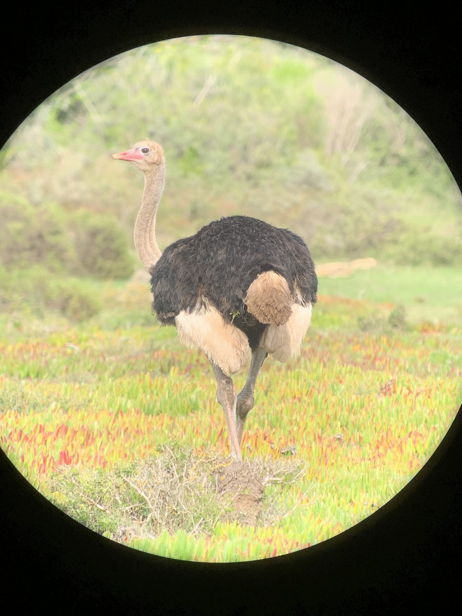 Африканский страус - ML613847178