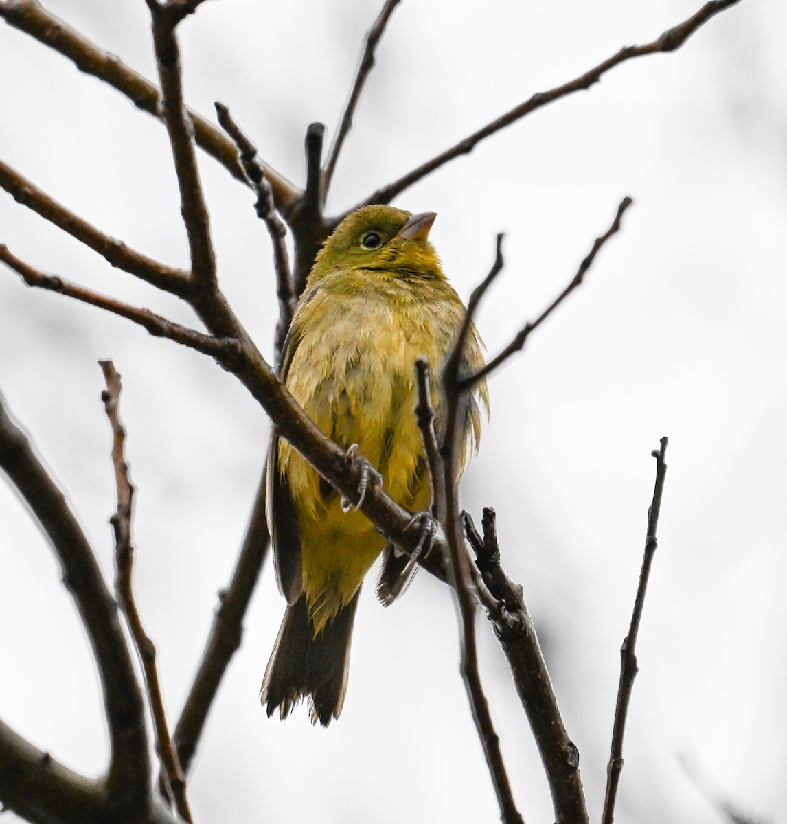 Painted Bunting - ML613847220