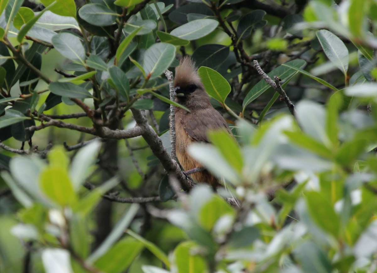 Speckled Mousebird - ML613847500