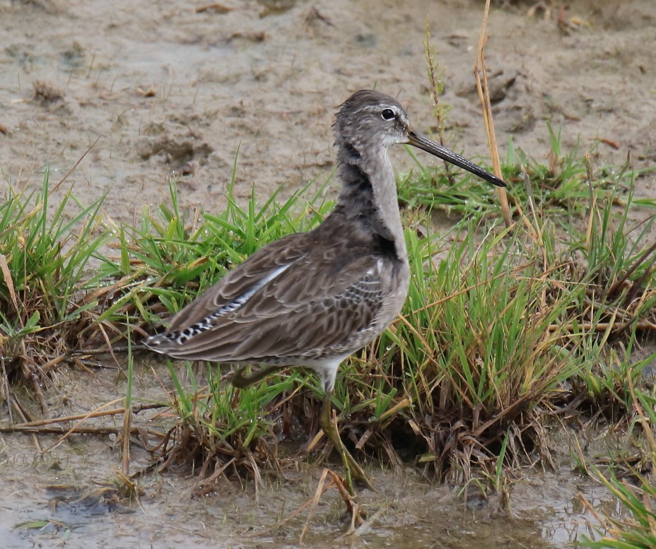 Long-billed Dowitcher - ML613847652