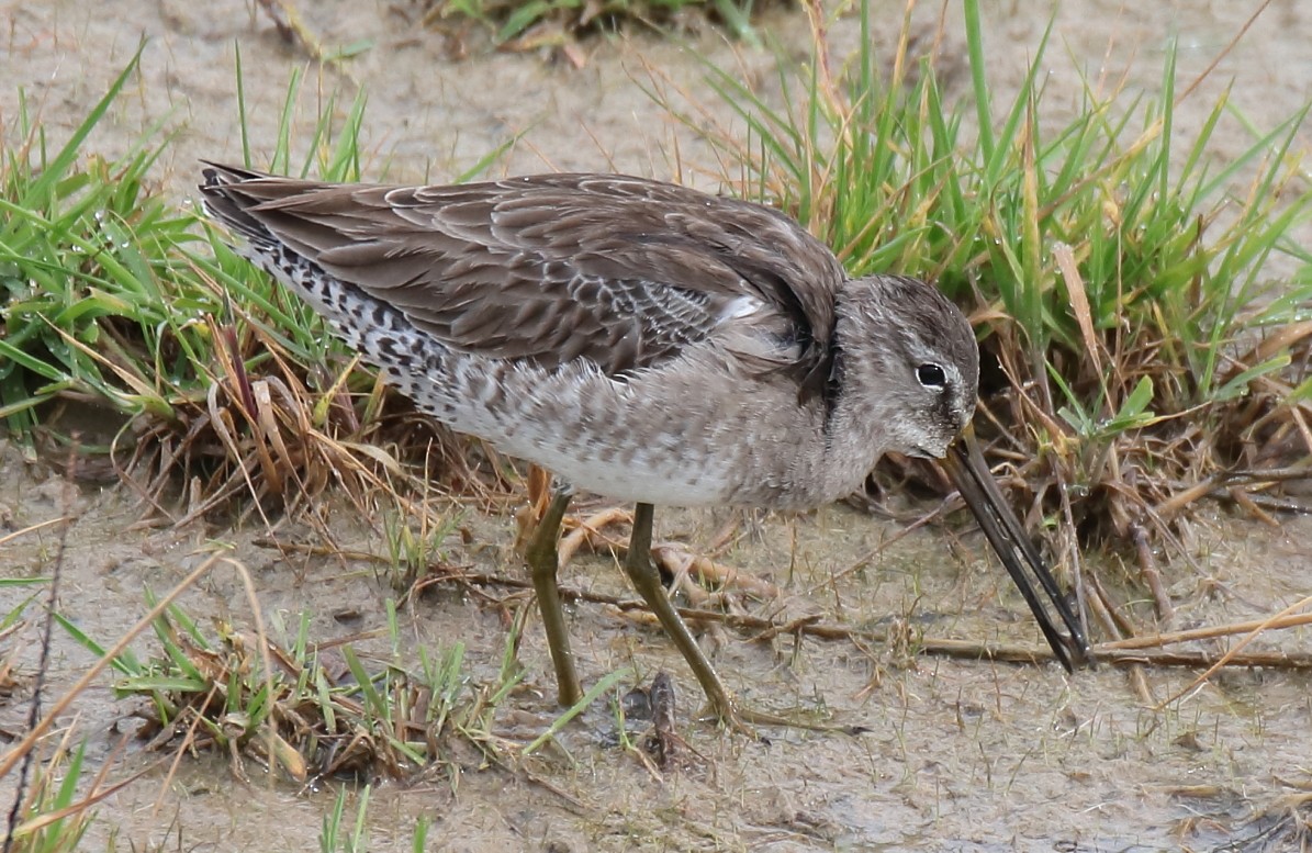 Long-billed Dowitcher - ML613847655