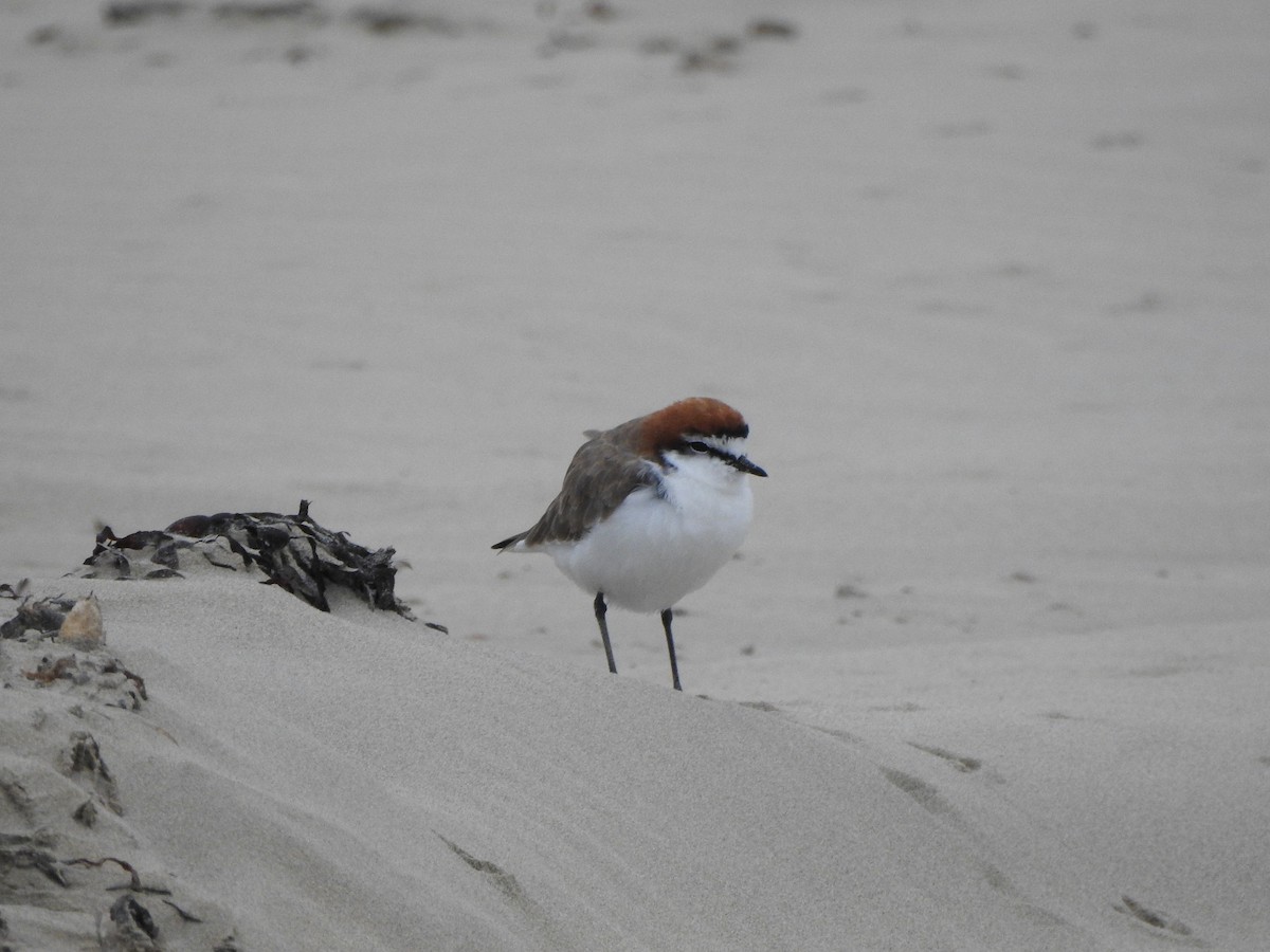Red-capped Plover - ML613847753