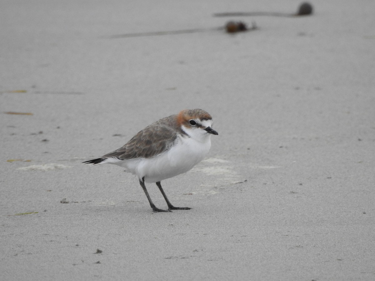 Red-capped Plover - ML613847758