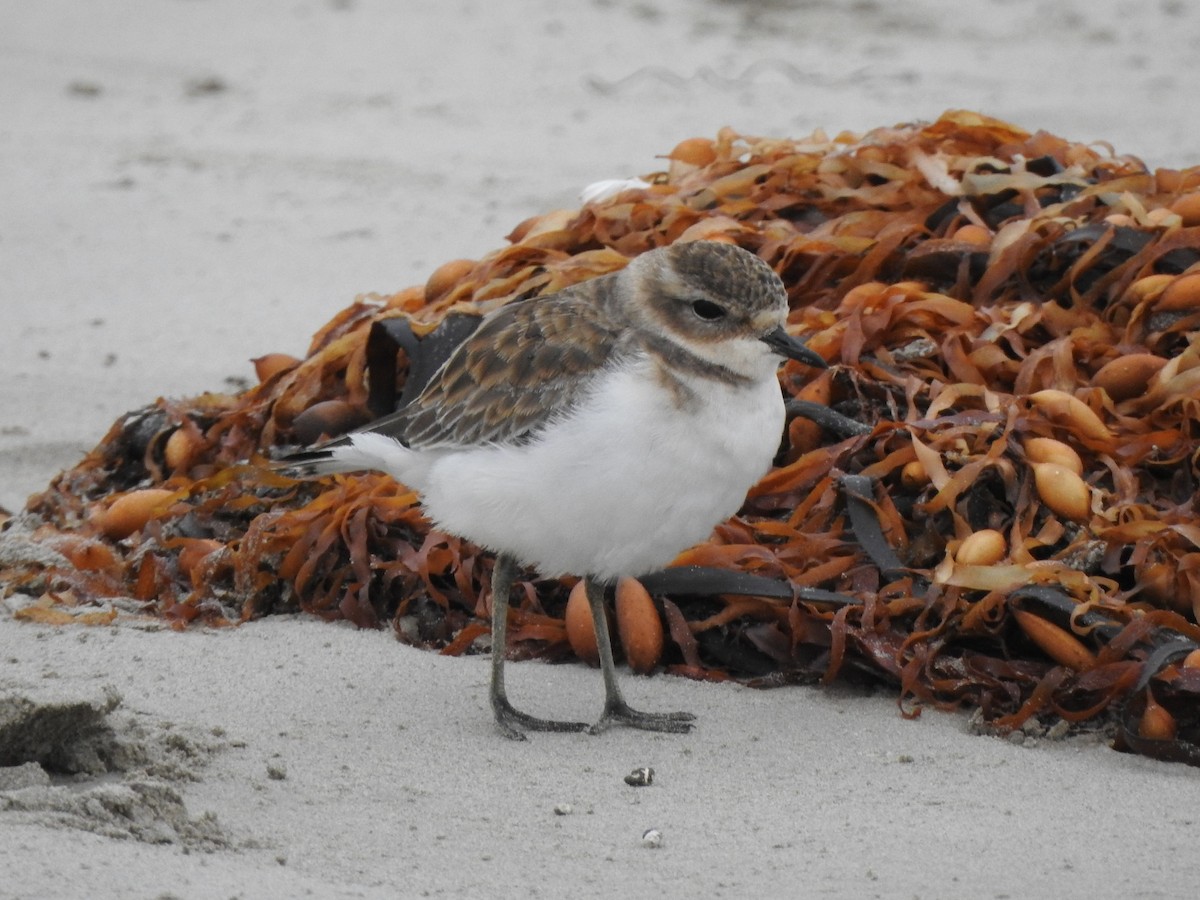 Double-banded Plover - ML613847773