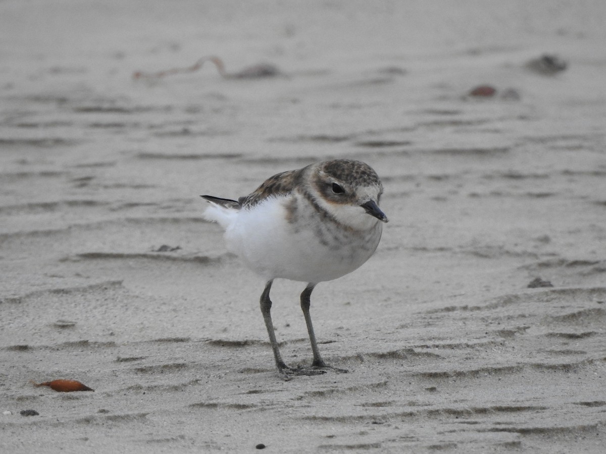 Double-banded Plover - ML613847774
