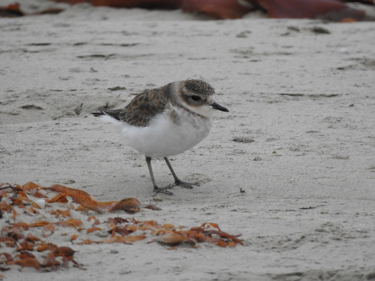 Double-banded Plover - ML613847775