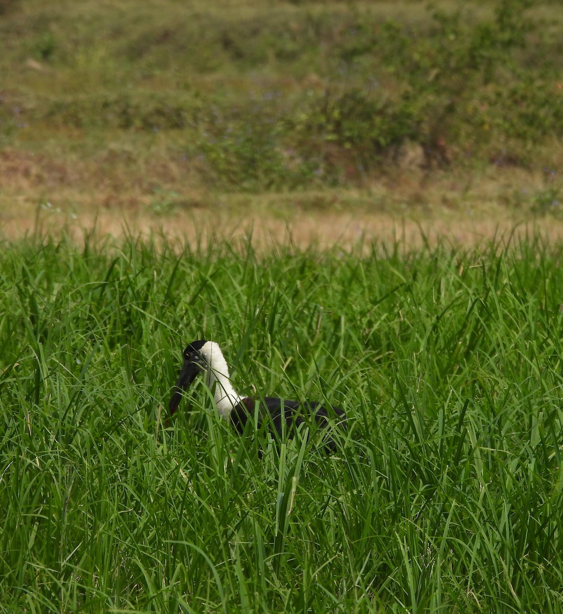 Asian Woolly-necked Stork - ML613847831