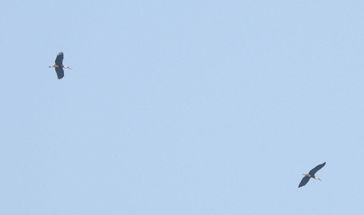 Asian Woolly-necked Stork - ML613847951