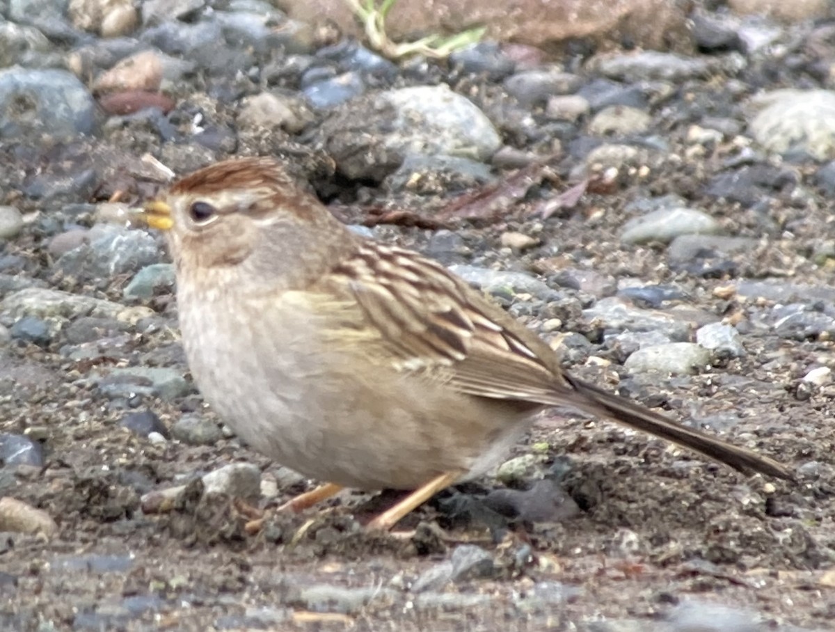 White-crowned Sparrow - Carey Bergman