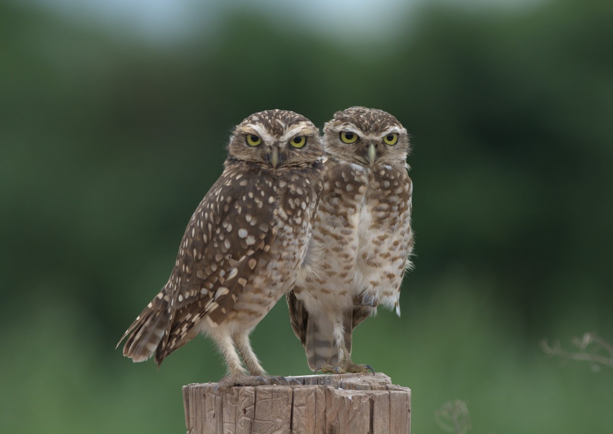 Burrowing Owl - ML613848021