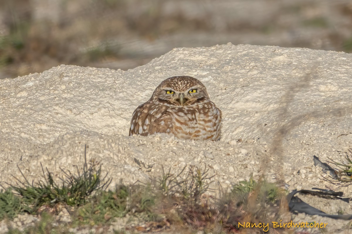 Burrowing Owl - ML613848129