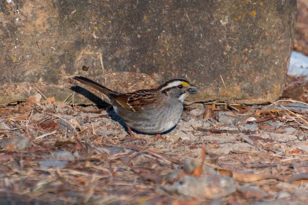 White-throated Sparrow - ML613848191