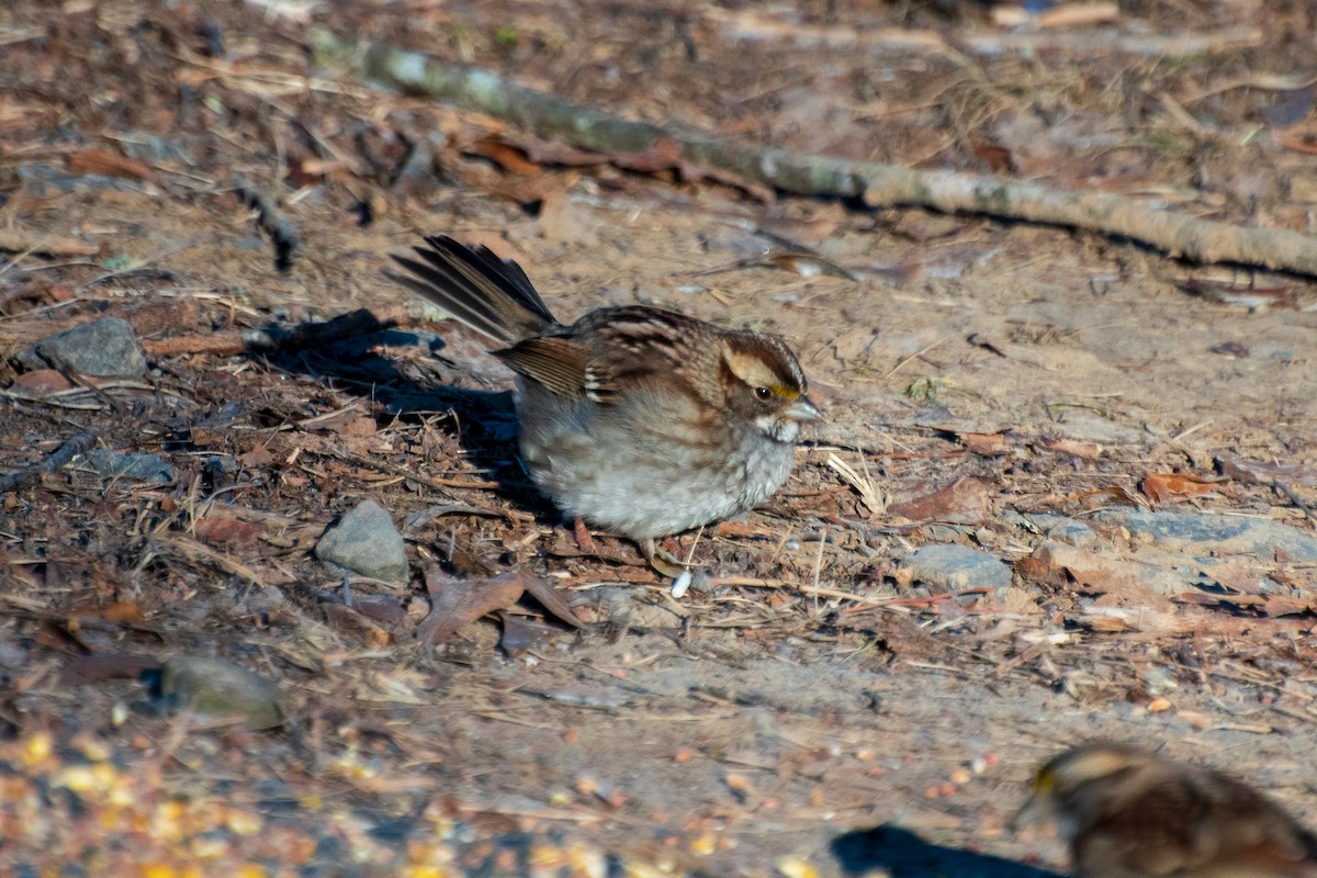 White-throated Sparrow - ML613848192