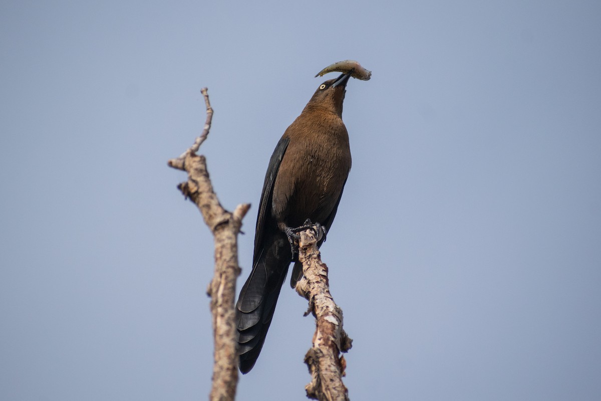 Great-tailed Grackle - ML613848221