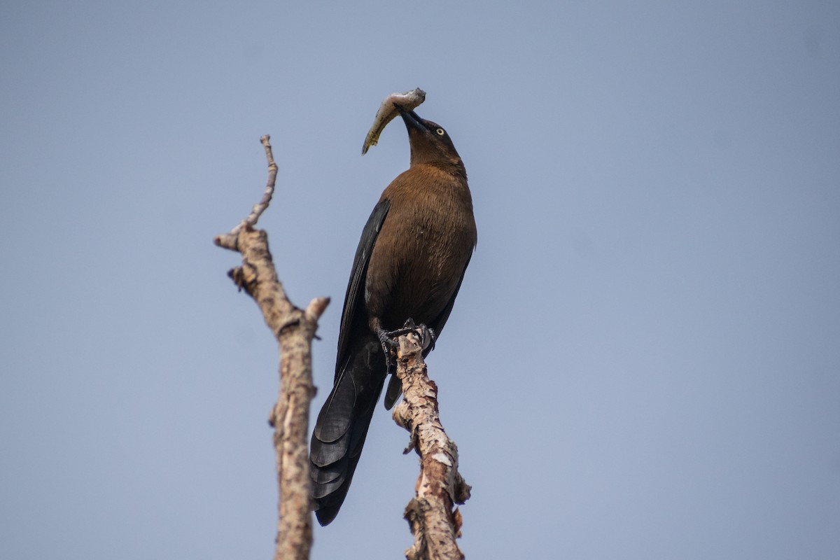 Great-tailed Grackle - ML613848222