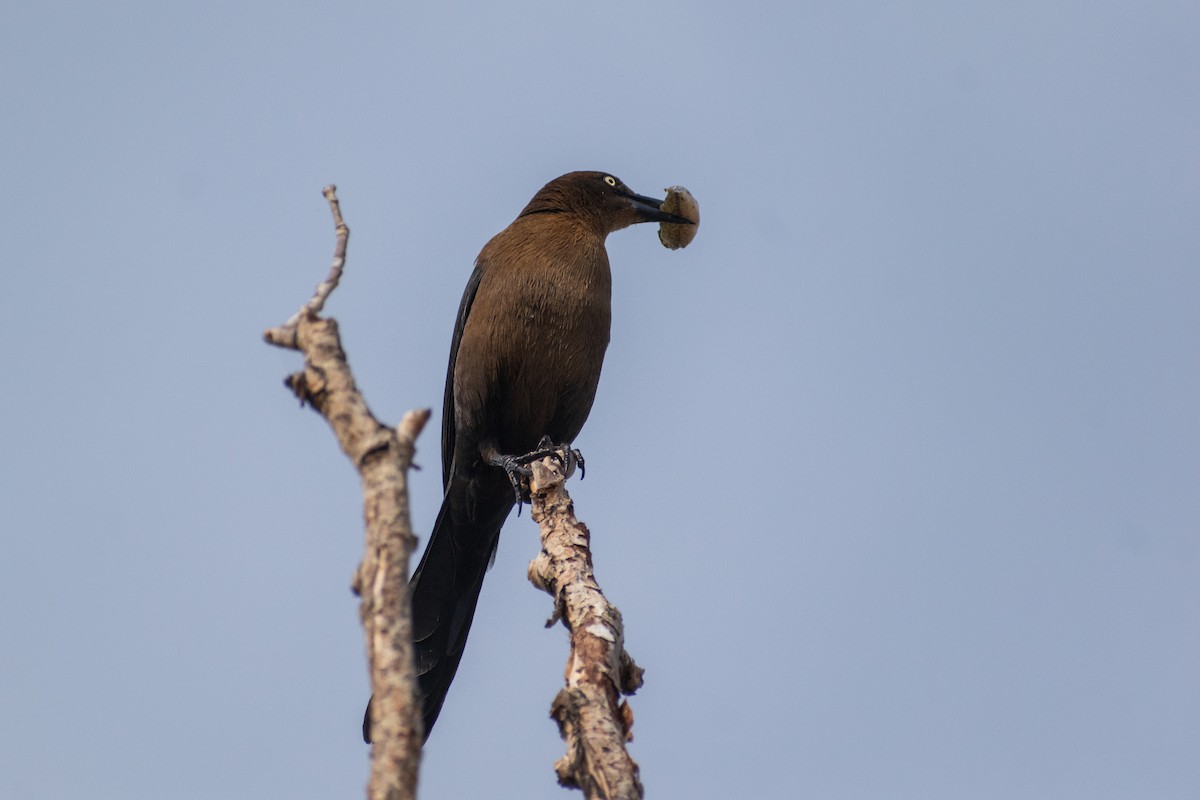 Great-tailed Grackle - Connor Johnson