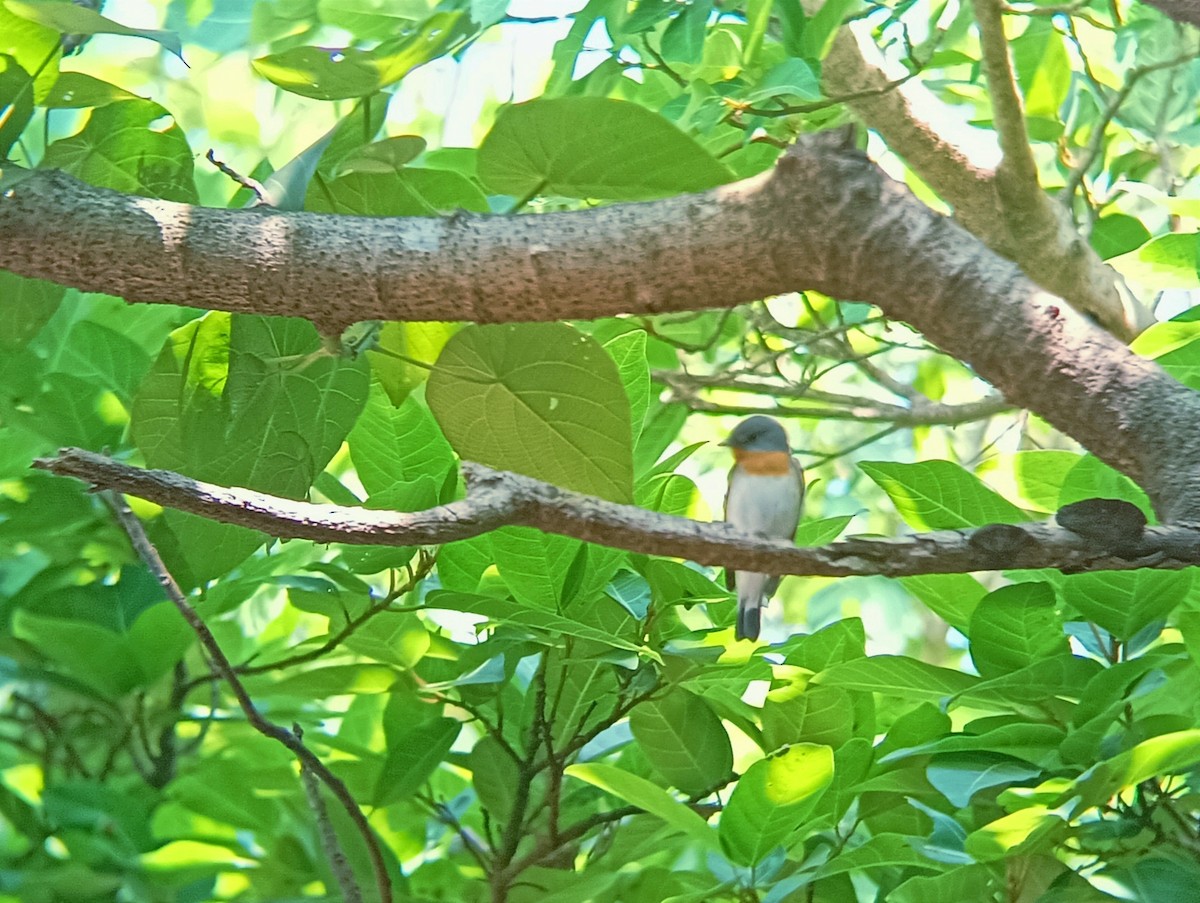 Red-breasted Flycatcher - ML613848297
