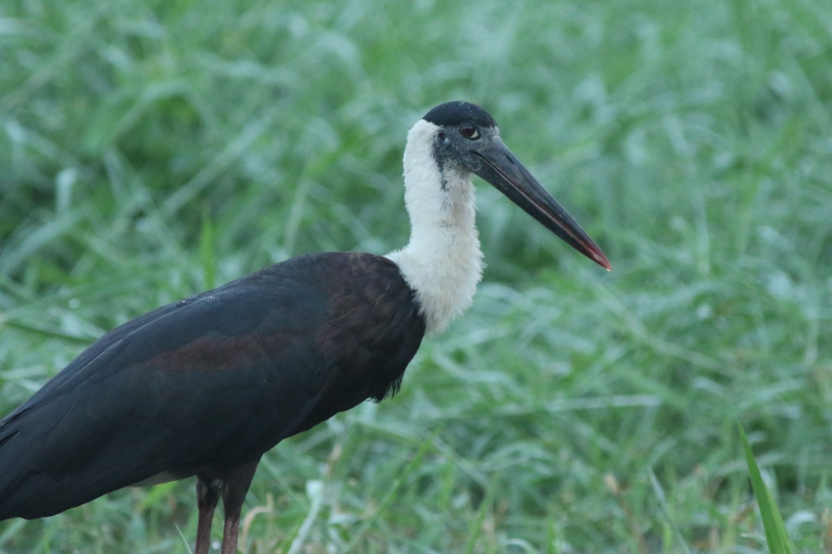 Asian Woolly-necked Stork - abhijith a.p.c
