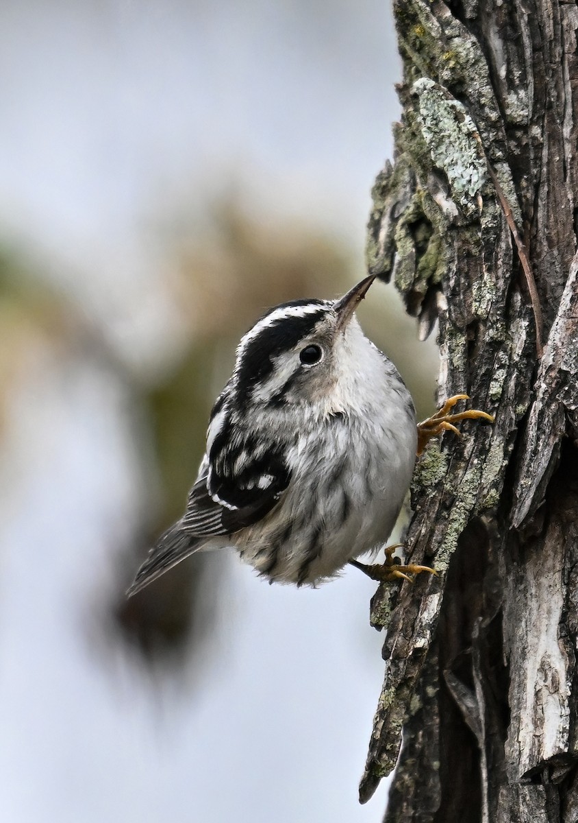 Black-and-white Warbler - ML613848375