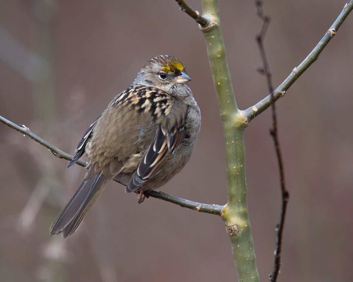 Golden-crowned Sparrow - ML613848515