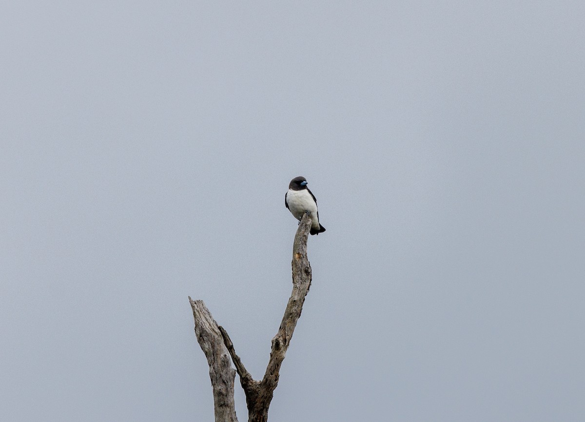 White-breasted Woodswallow - ML613848624