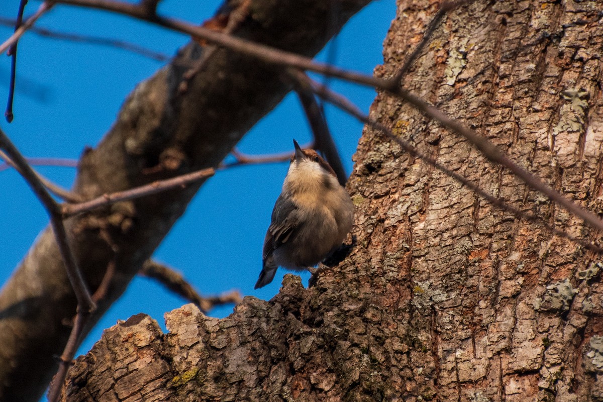Brown-headed Nuthatch - ML613848661