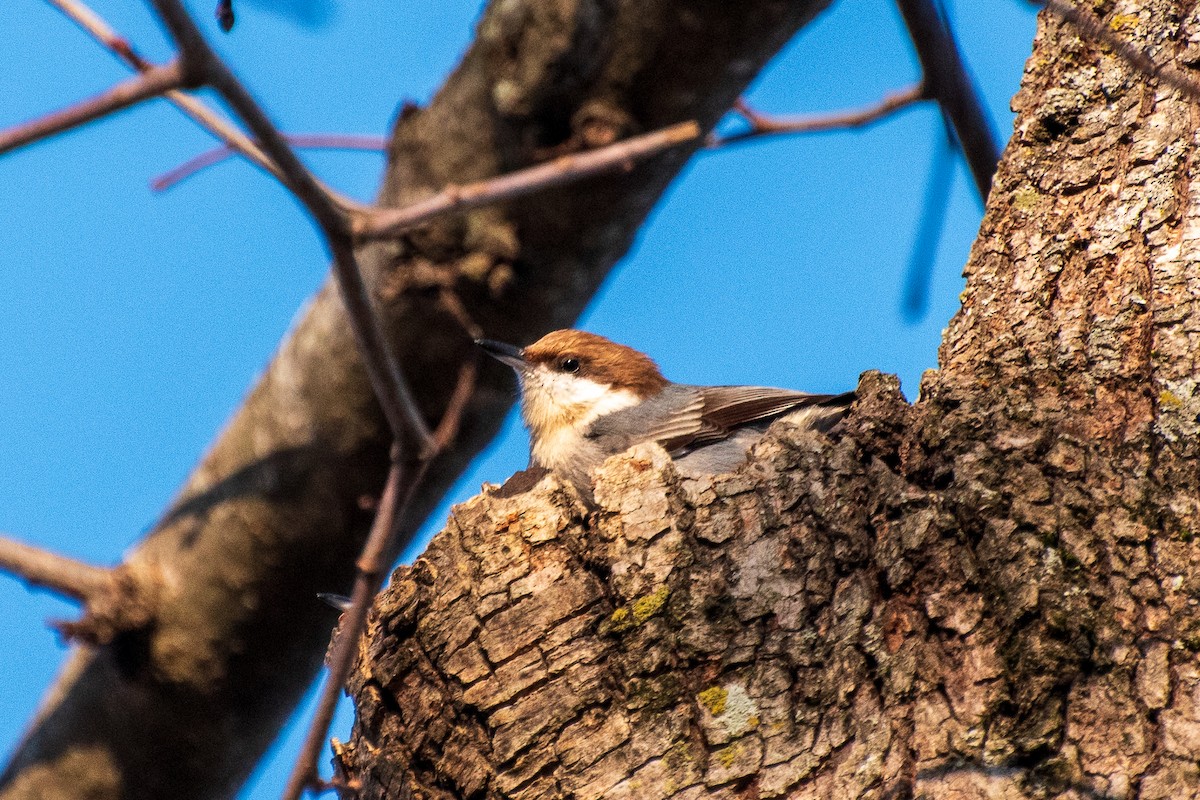 Brown-headed Nuthatch - ML613848662