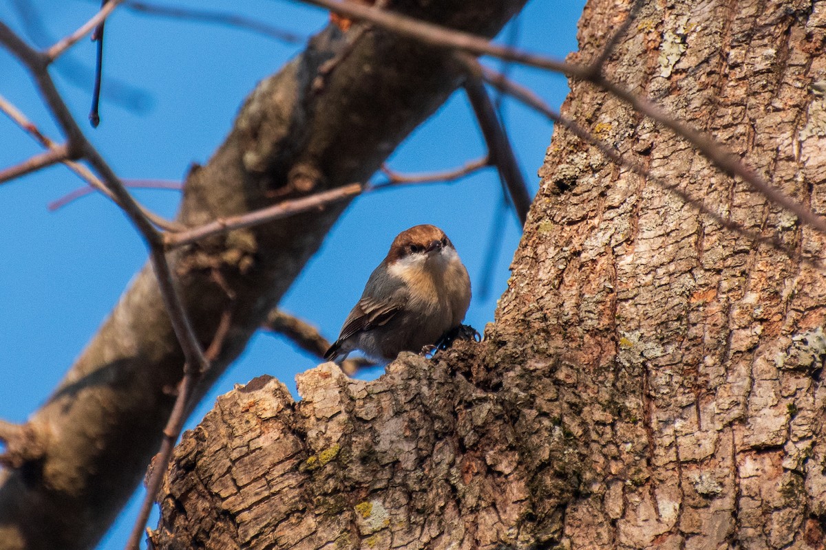 Brown-headed Nuthatch - ML613848663