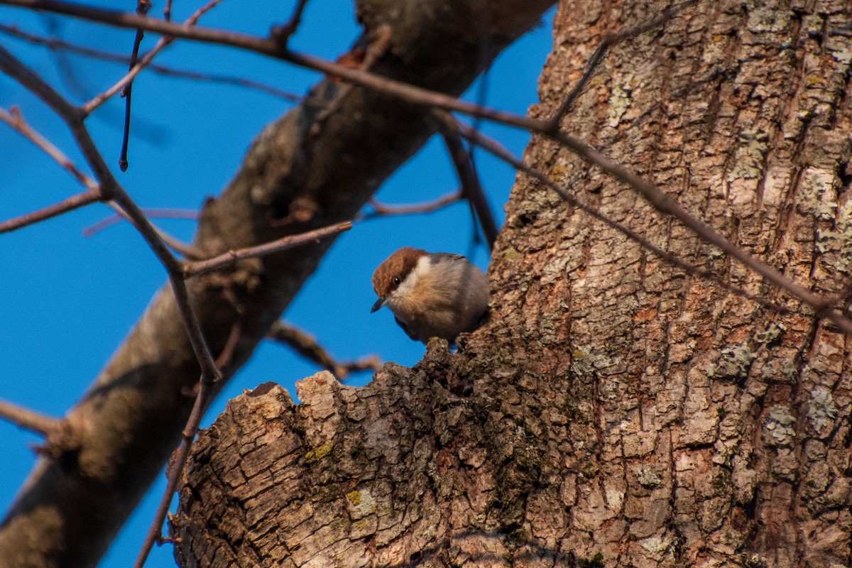 Brown-headed Nuthatch - ML613848664