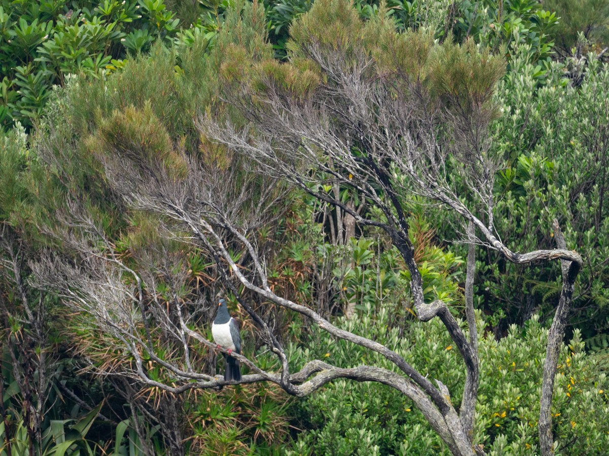 Chatham Island Pigeon - ML613848690