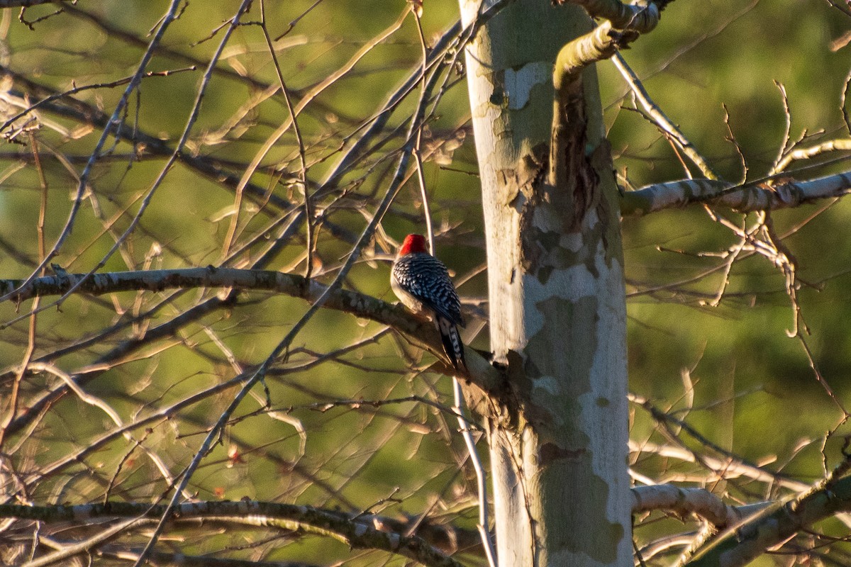 Red-bellied Woodpecker - ML613848703