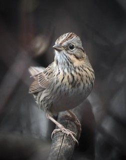 Lincoln's Sparrow