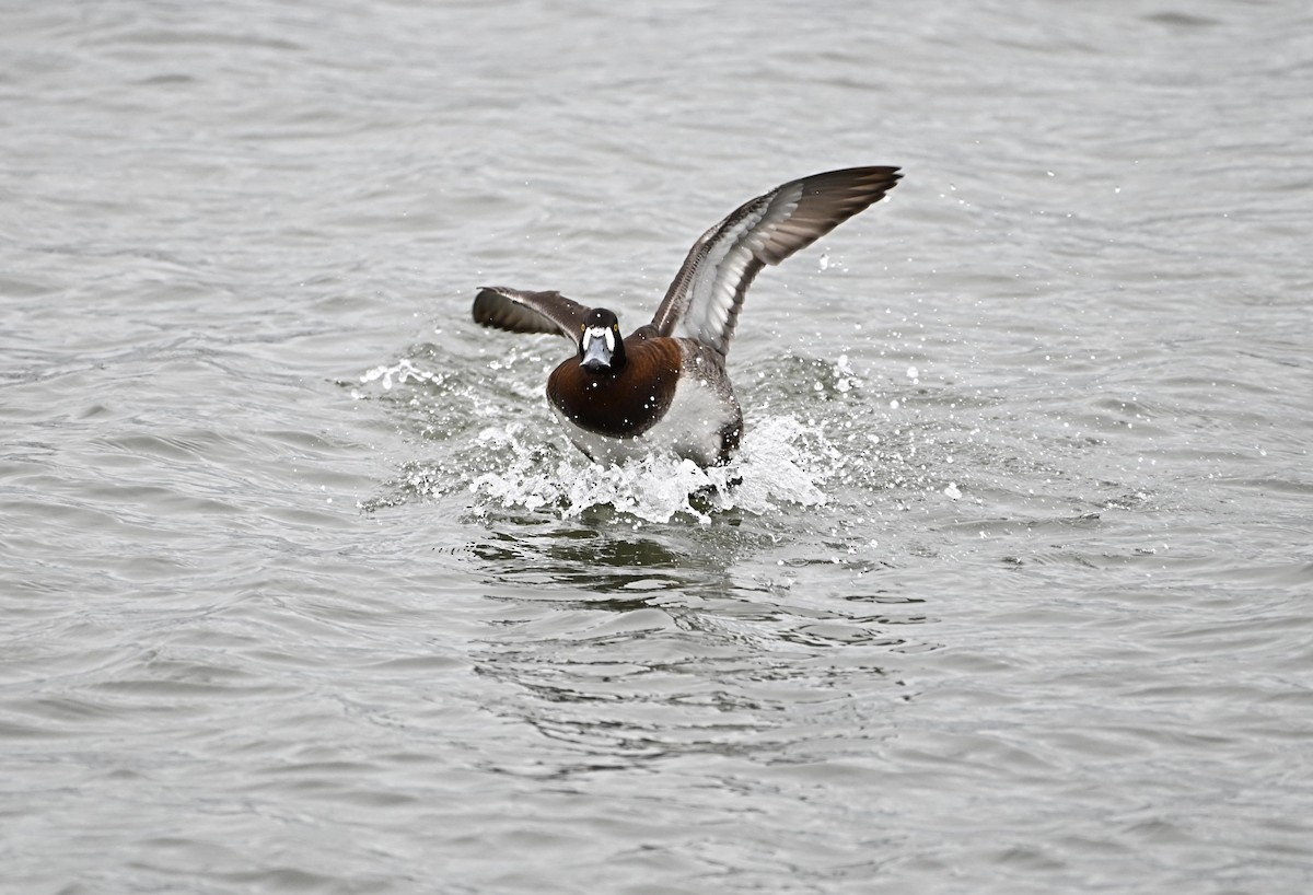 Greater Scaup - ML613849048