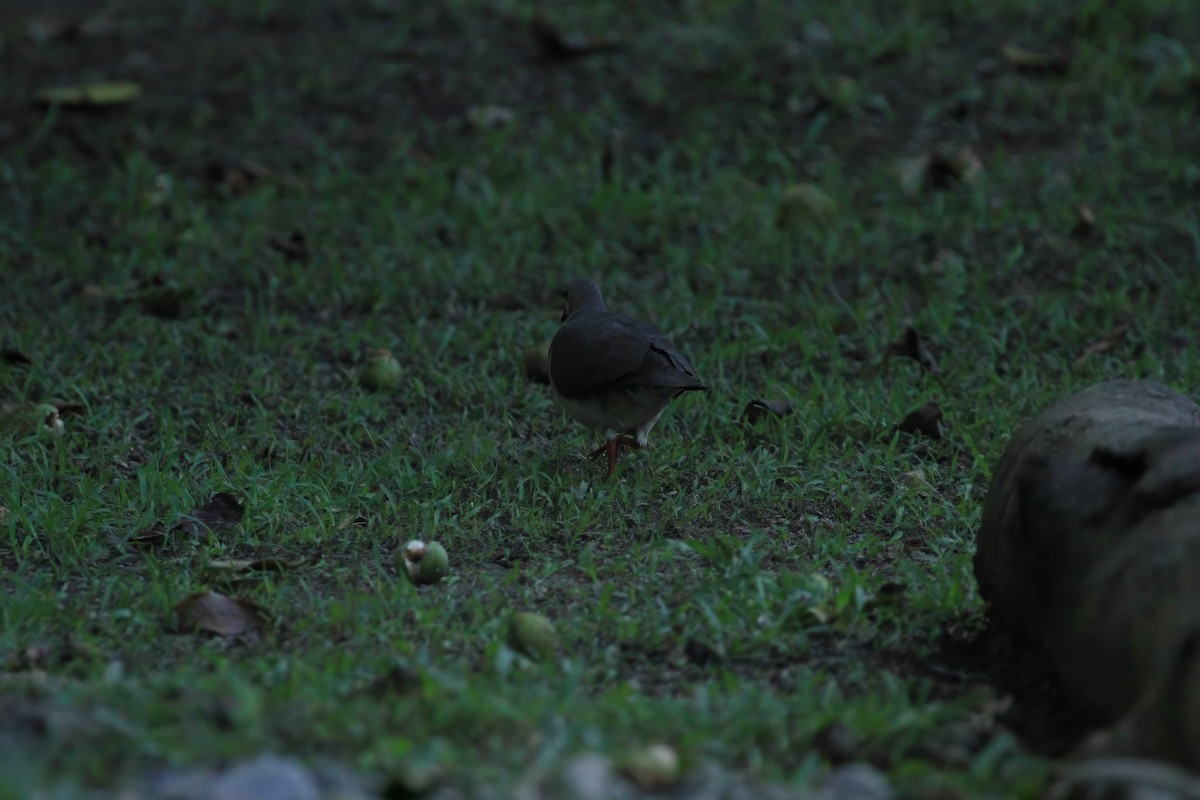 Gray-fronted Dove - ML613849355