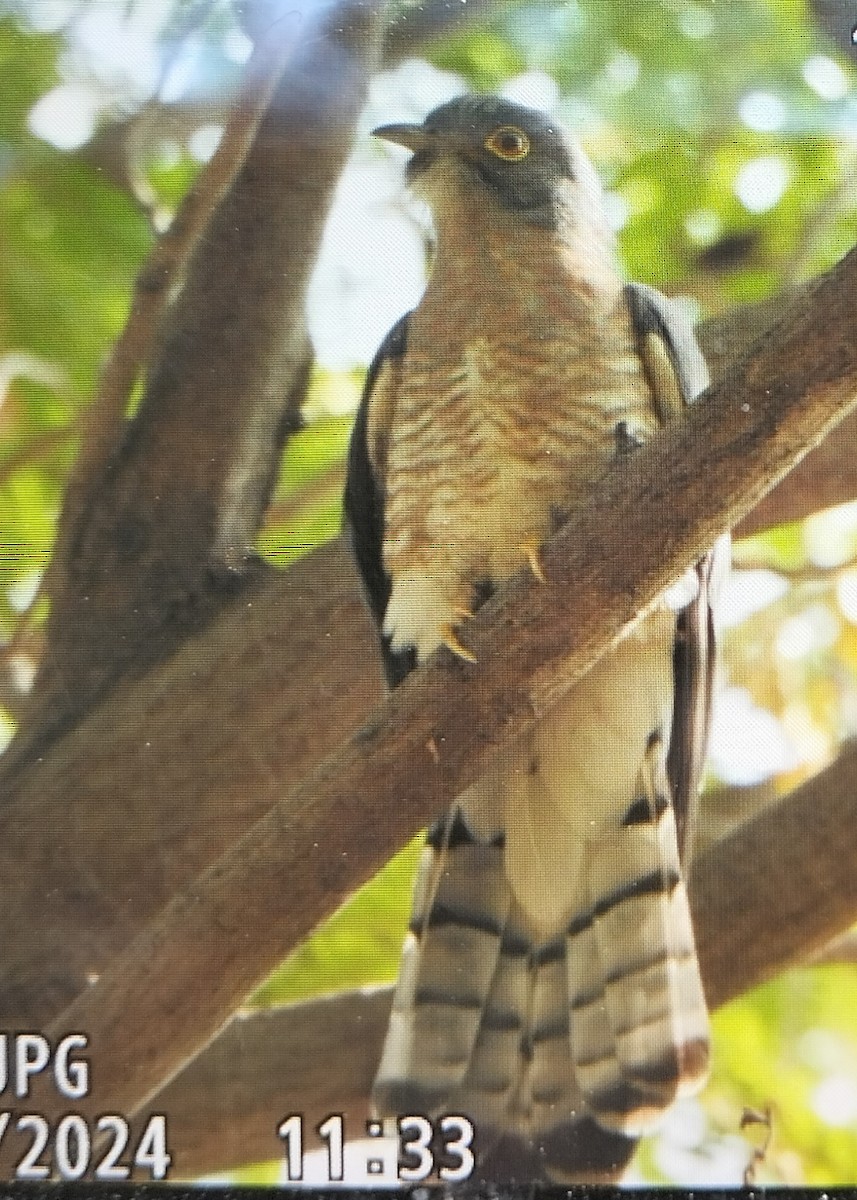 Common Hawk-Cuckoo - ML613849510