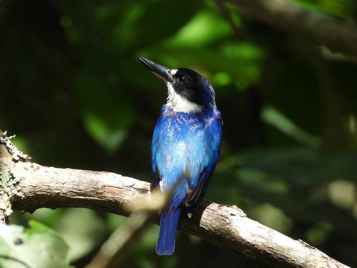 Forest Kingfisher - Chanith Wijeratne