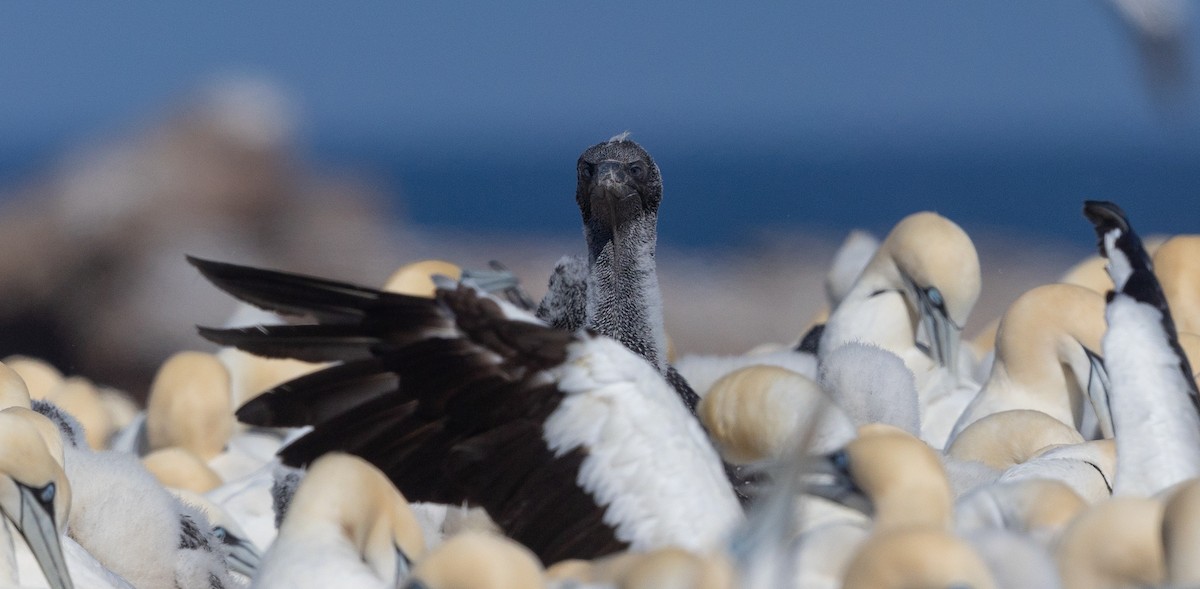 EBird Checklist 13 Jan 2024 Bird Island NR 15 Species   1200