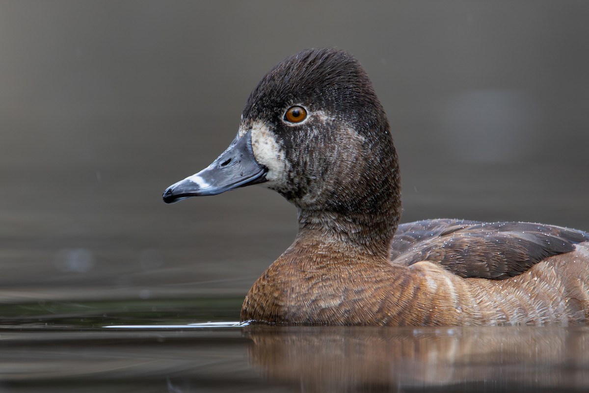 Ring-necked Duck - ML613849943