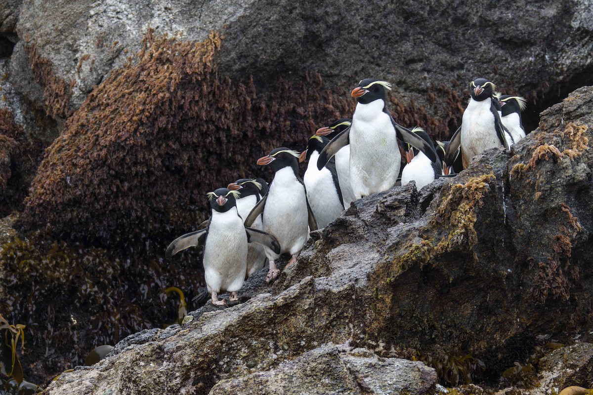 Pingüino de las Snares - ML613850108