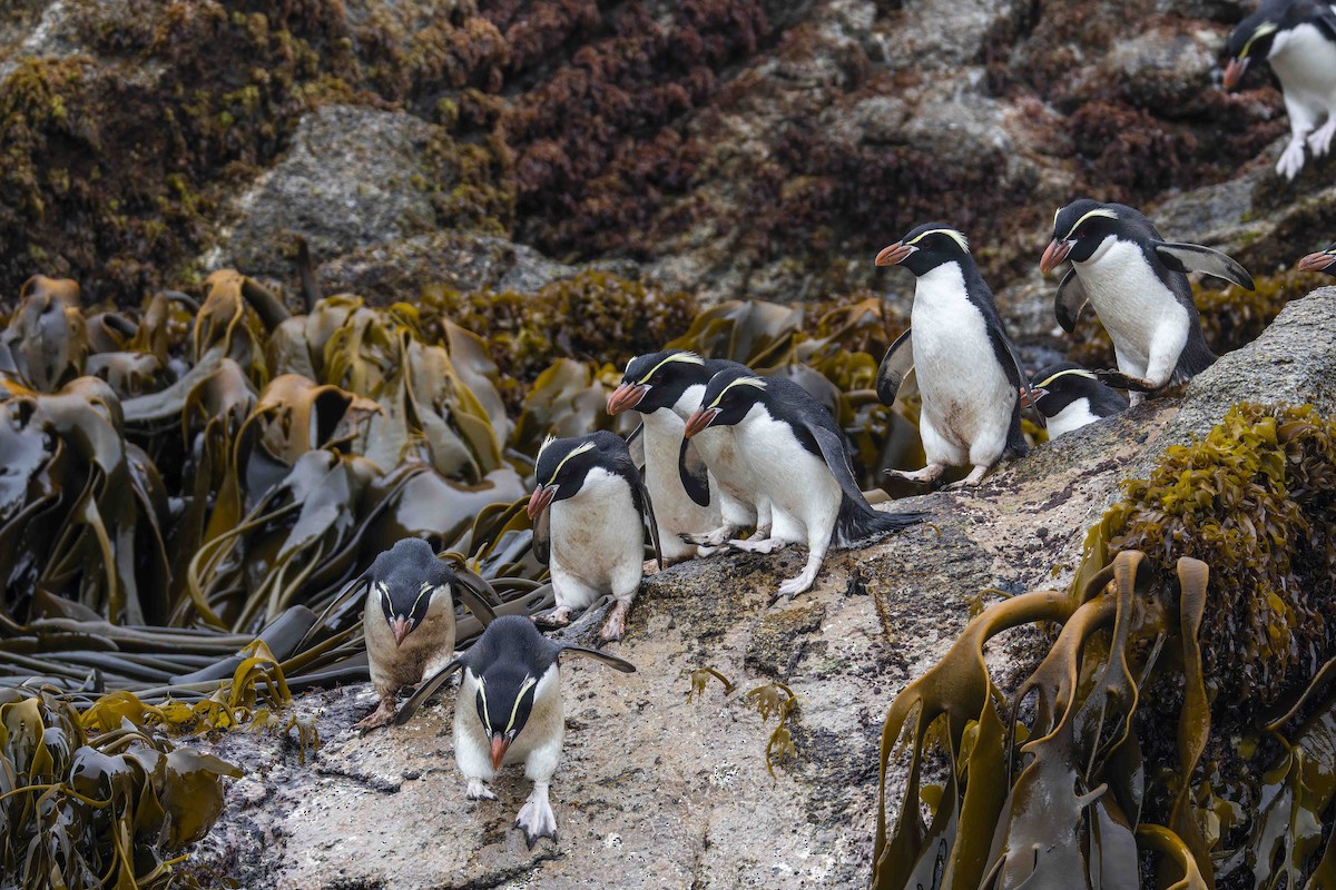 Pingüino de las Snares - ML613850110