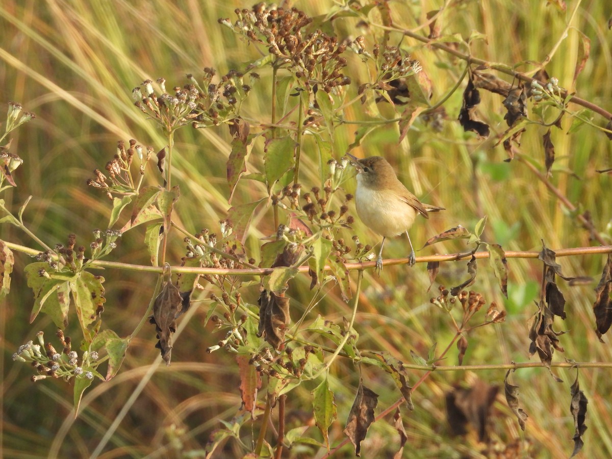 Blyth's Reed Warbler - tanuja dasharath haunsbhavi