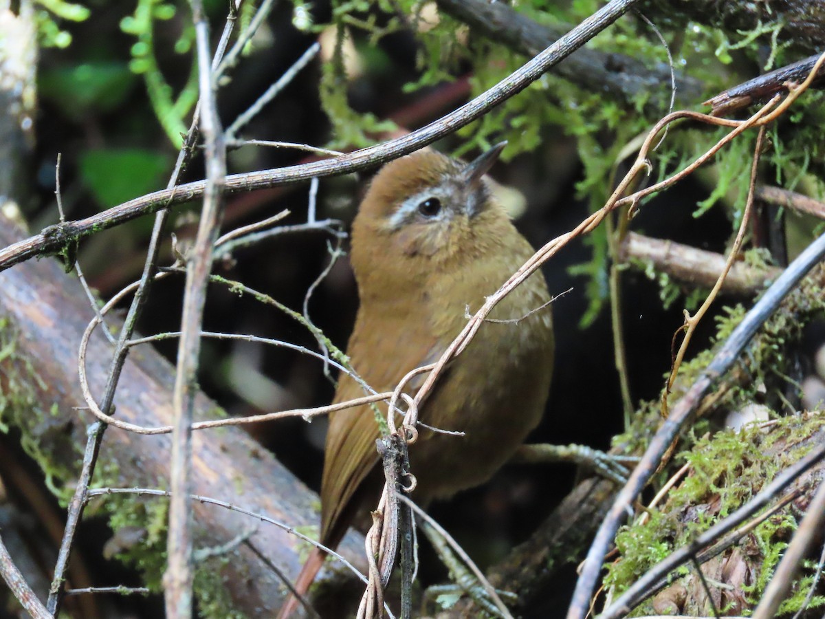 White-browed Spinetail - ML613850273