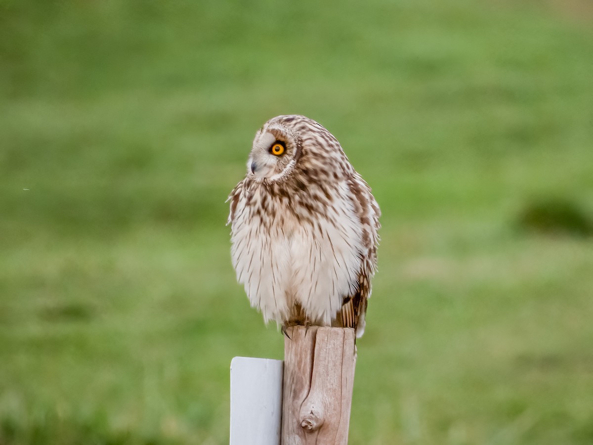 Short-eared Owl - ML613850323