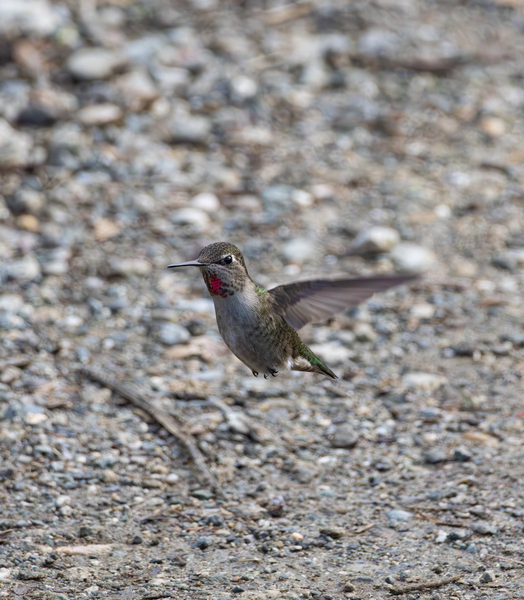 Anna's Hummingbird - ML613850466