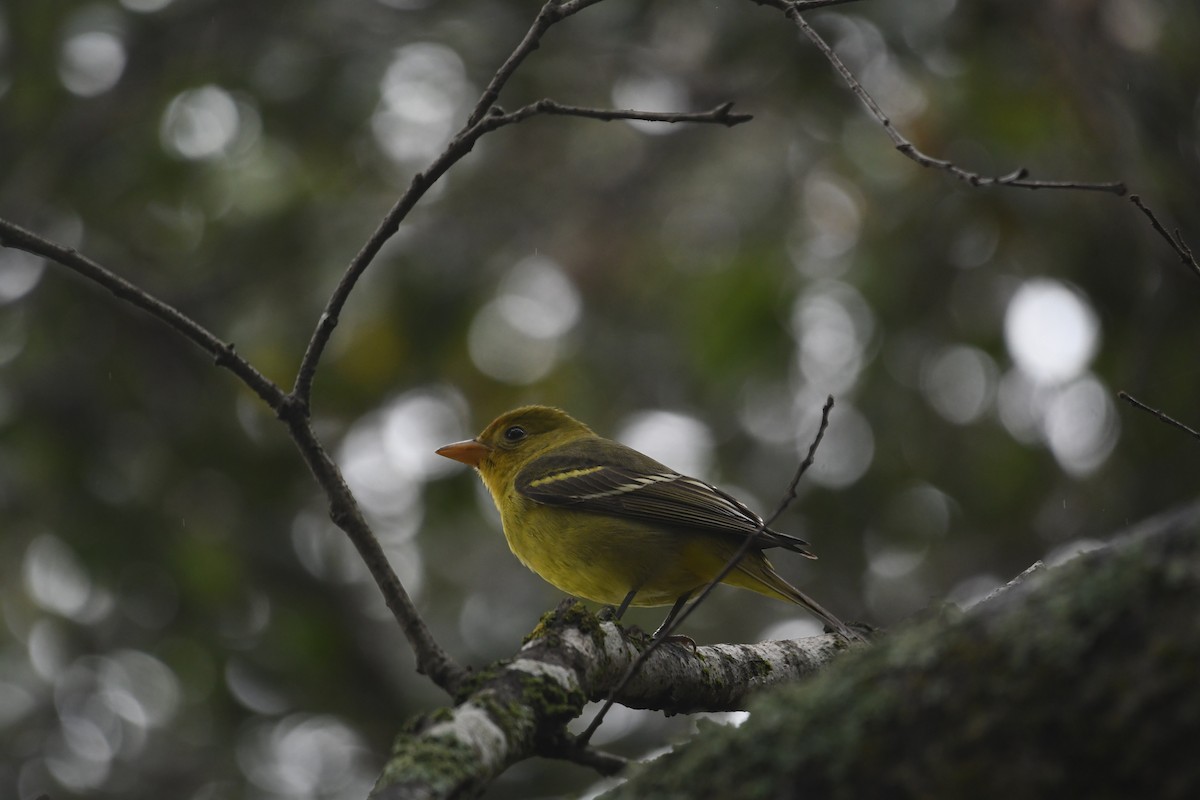 Western Tanager - ML613850583
