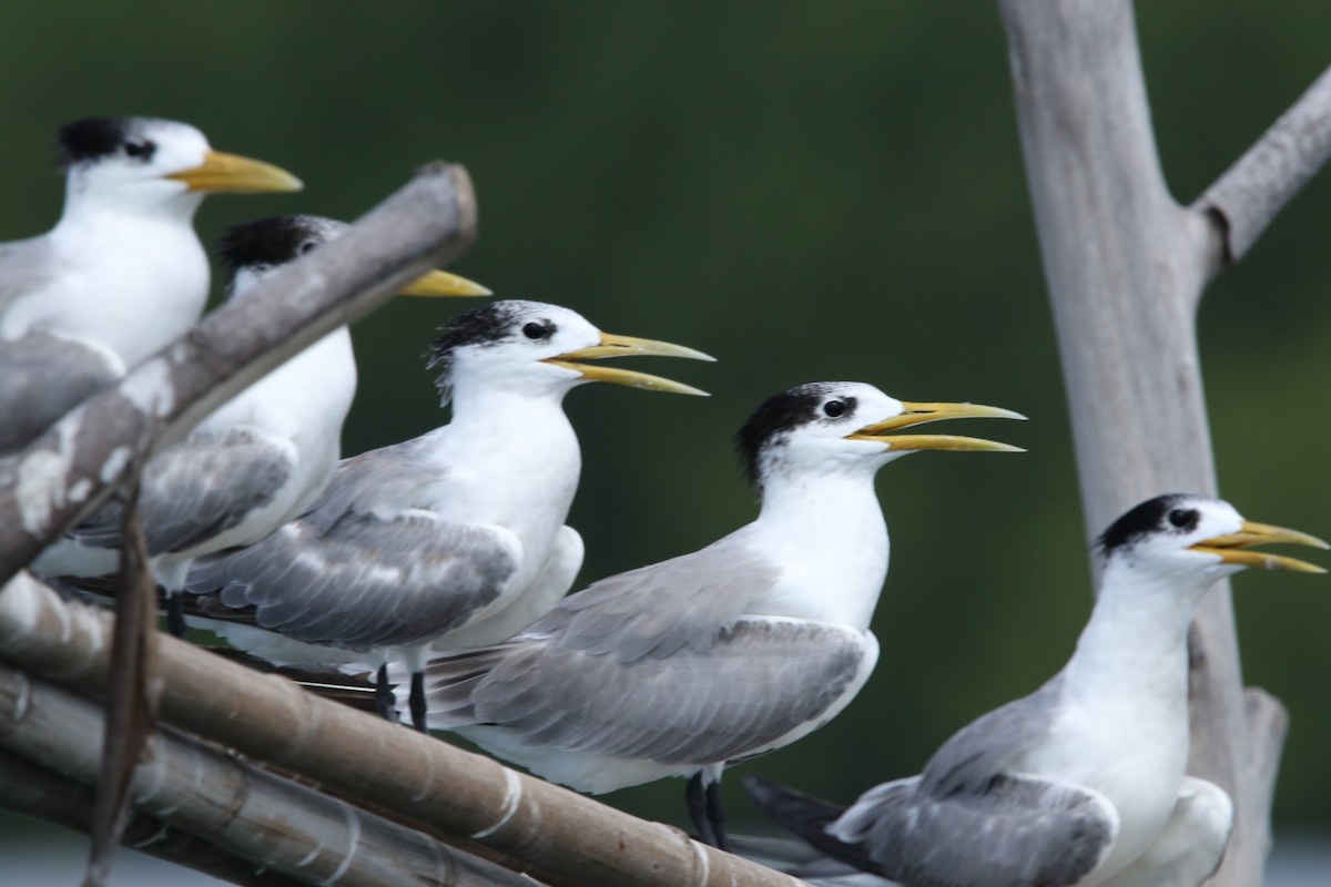 Great Crested Tern - ML613850718